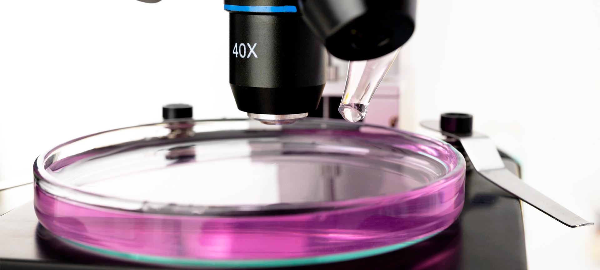 Pathological Anatomy